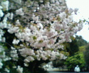 新宿御苑の八重桜